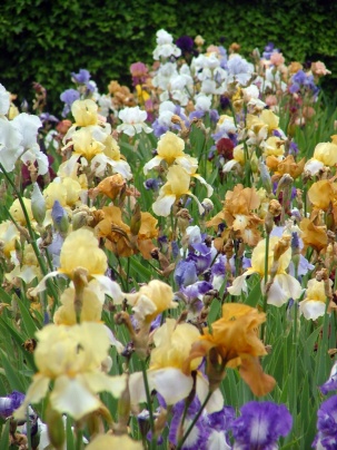Iris, photo Fabrice Gurin
