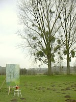 la proprit de Mr Hugon,  Gisancourt, commune de Guerny dans l'Eure, et sa haie de peuplier.